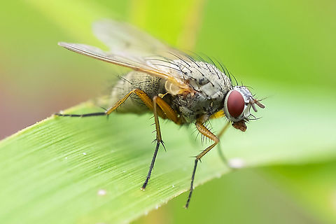 little taupe fly This little guy could possibly be Helina...  Geotagged,Summer,United States