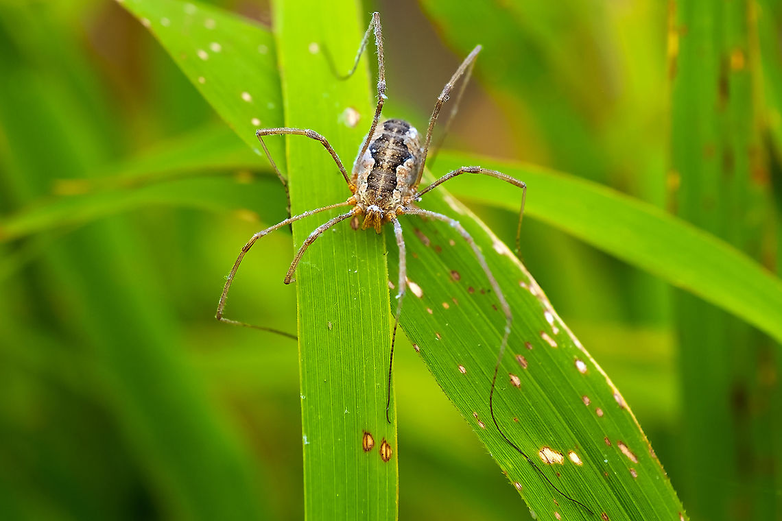 Common harvestman  Daddy longlegs,Geotagged,Phalangium opilio,Summer,United States
