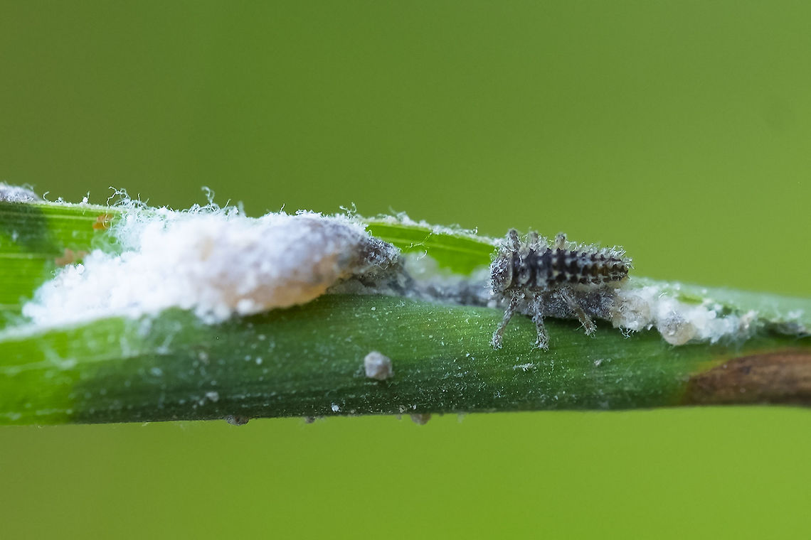 ladybug larve on mealy bugs  Geotagged,Summer,United States