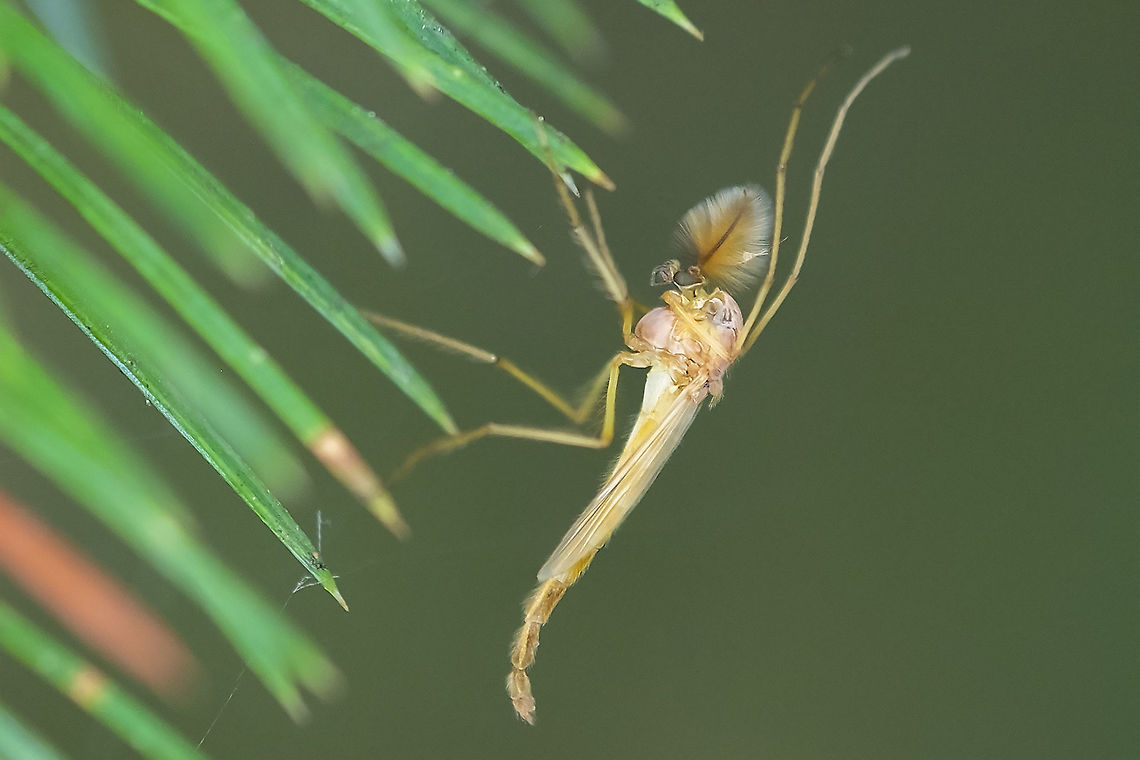Non-biting Midge BugGuide says &quot;Identification past subfamily is normally impossible from photos and almost impossible with specimens under a microscope.&quot; Geotagged,Summer,United States