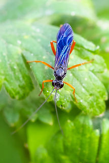 Spider wasp likely spider wasp perhaps Auplopus sp. Geotagged,Summer,United States