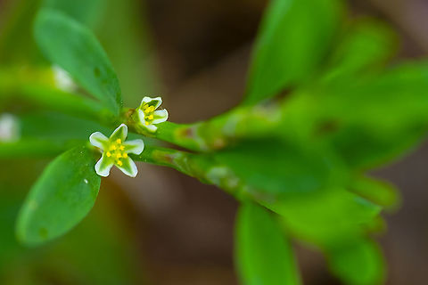 common knotweed  Common knotgrass,Geotagged,Polygonum aviculare,Summer,United States