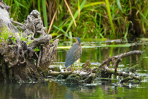 Green Heron  Butorides virescens,Geotagged,Green heron,Summer,United States