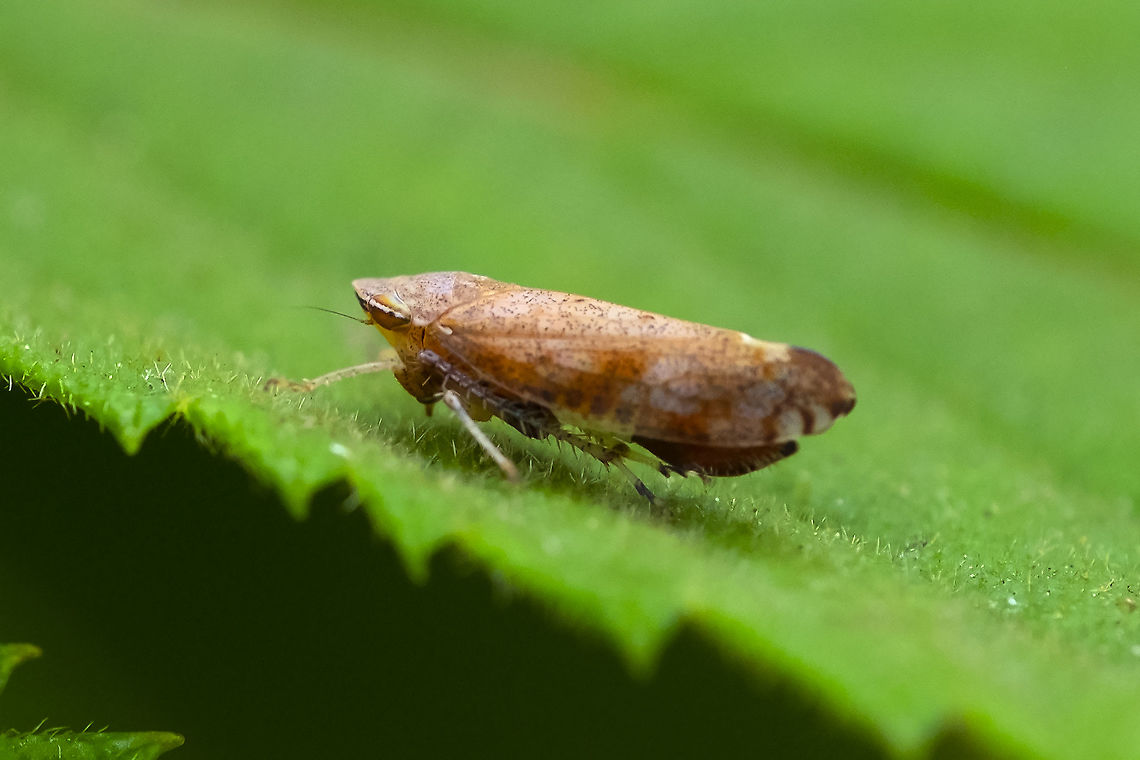 Privet leafhopper  Fieberiella florii,Geotagged,Summer,United States