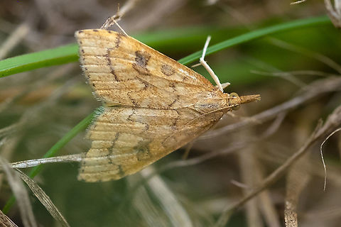 False celery moth  Geotagged,Summer,Udea profundalis,United States