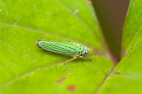 Blue-green sharp shooter  Geotagged,Graphocephala atropunctata,Summer,United States
