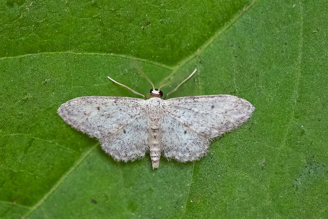 possible Idaea sp. tons of these... I must have seen at least a dozen on my walk home - and those were just the ones I noticed. Geotagged,Summer,United States