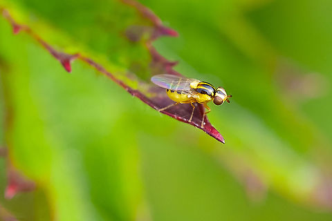 Frit fly Indeed it's Frit fly and not fruit fly.. though similar looking to the naked eye, these flies are root parasites, mainly affecting grasses. The adults do nectar, but the Thaumatomyia genus' larvae prey on root aphids. Geotagged,Summer,Thaumatomyia glabra,United States