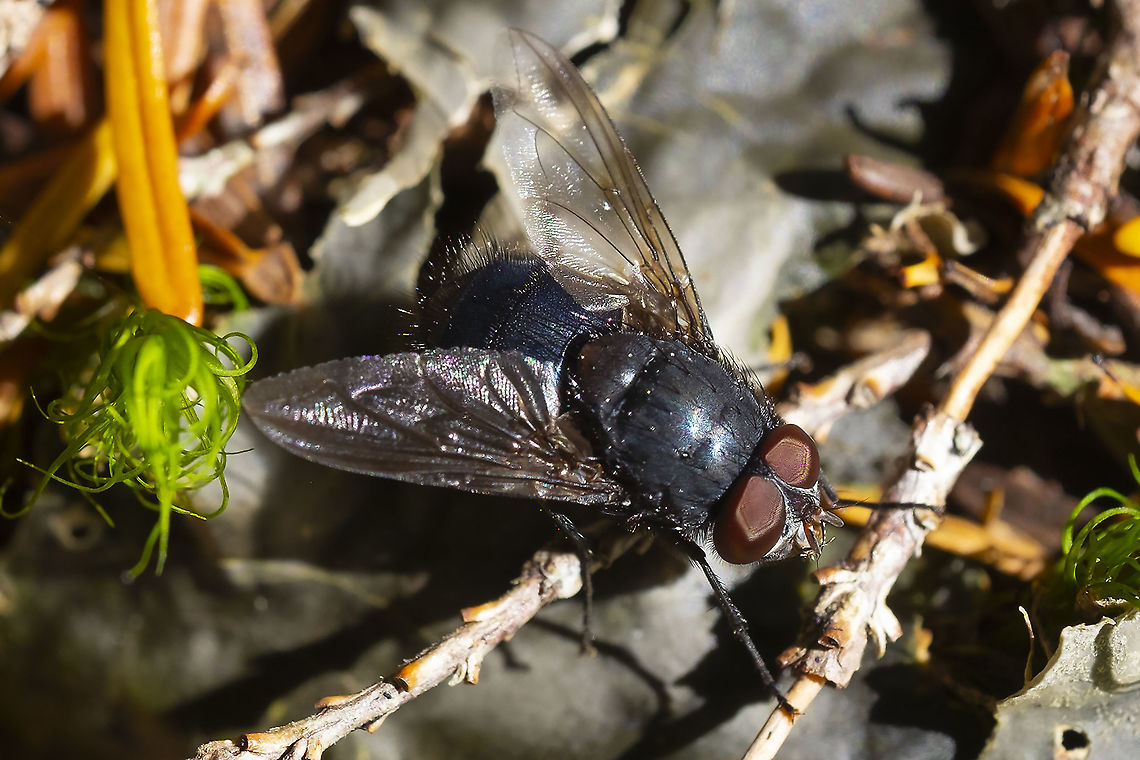 Blue bottle fly  Calliphora vicina,Geotagged,Summer,United States