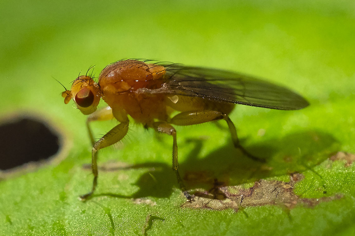 Lauxaniidae family fly perhaps Meiosimyza sp. - based on similarity and distribution. I have found other similar looking species, but few that should inhabit the Pacific Northwest. Geotagged,Summer,United States