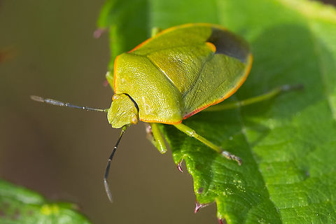 Conchuela Stink Bug  Chlorochroa ligata,Geotagged,Summer,United States