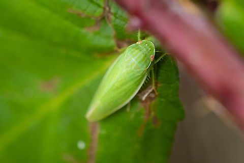 Large green hopper Gyponana sp. Strikingly large leaf hopper (at least compared with the ones I'm used to...) with pink eyes. Sadly, only stuck around for the one photo.  Geotagged,Gyponana salsa,Summer,United States