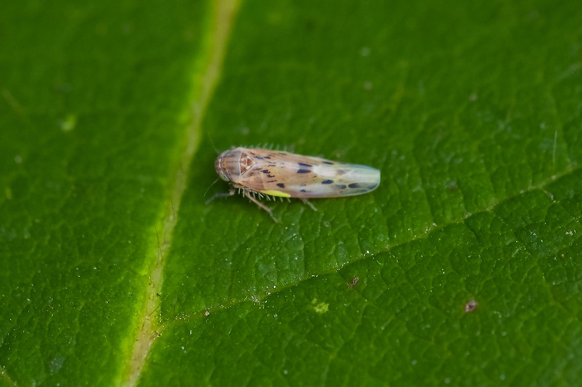 Tiny hopper with a bright green spot  Balclutha confluens,Geotagged,Summer,United States
