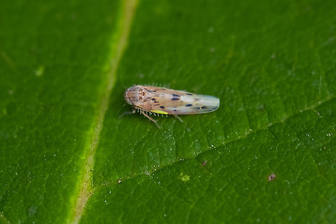 Tiny hopper with a bright green spot  Balclutha confluens,Geotagged,Summer,United States