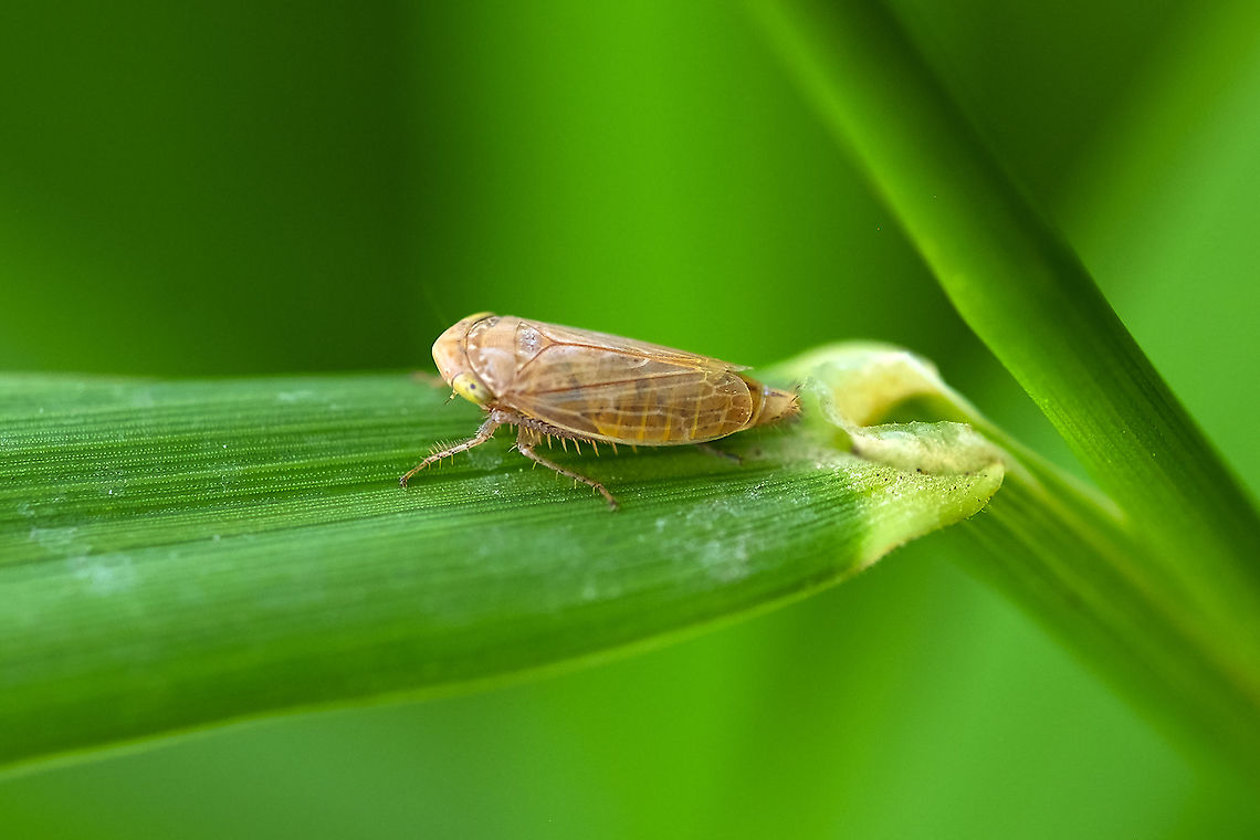Green-eyed tan hopper this is the 2nd I've come across in just a few weeks - at this point, I believe both to be Circulifer tenellus - it is a crop damaging invasive, but incapable of overwintering here, as far as I can tell. Beet leafhopper,Circulifer tenellus,Geotagged,Summer,United States