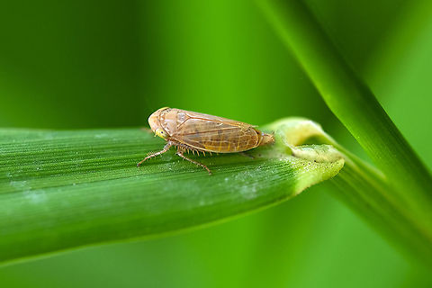 Green-eyed tan hopper this is the 2nd I've come across in just a few weeks - at this point, I believe both to be Circulifer tenellus - it is a crop damaging invasive, but incapable of overwintering here, as far as I can tell. Beet leafhopper,Circulifer tenellus,Geotagged,Summer,United States