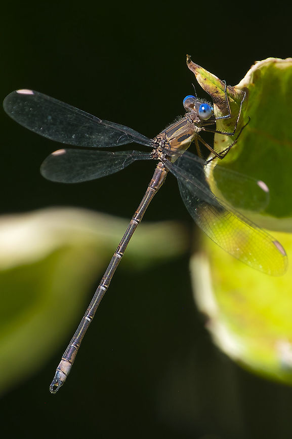 California spreadwing quite large about 3x the size of most of the other damselflies that are local Archilestes californicus,Fall,Geotagged,United States
