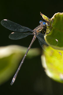 California spreadwing quite large about 3x the size of most of the other damselflies that are local Archilestes californicus,Fall,Geotagged,United States