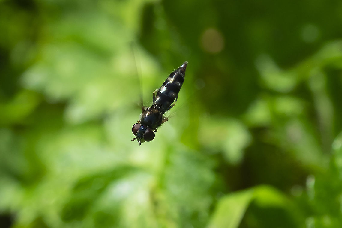 Platycheirus stegnus hovering  Fall,Geotagged,Platycheirus stegnus,United States