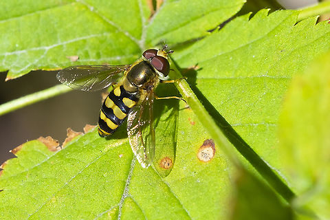 Syrphid fly  Fall,Geotagged,United States
