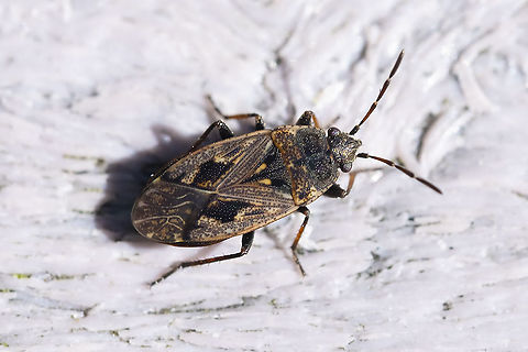 Small brown seedbug I think it's probably in the Family Rhyparochromidae - Dirt-colored Seed Bugs, but even the closest match Rhyparochromus vulgaris doesn't seem quite right...  Fall,Geotagged,Sphragisticus nebulosus,United States