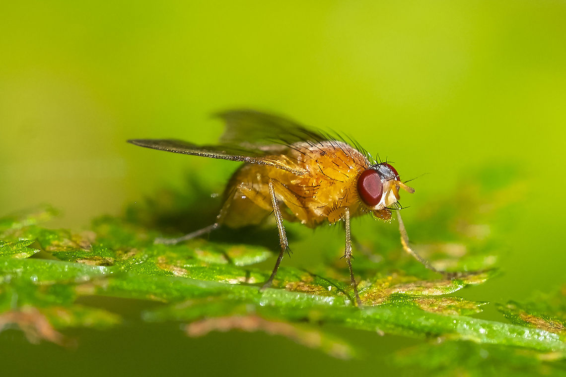 Golden fly quite similar to one I posted a few weeks ago... possibly the same or closely related species Fall,Geotagged,United States
