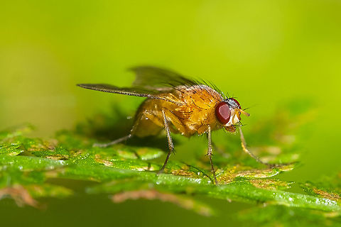 Golden fly quite similar to one I posted a few weeks ago... possibly the same or closely related species Fall,Geotagged,United States