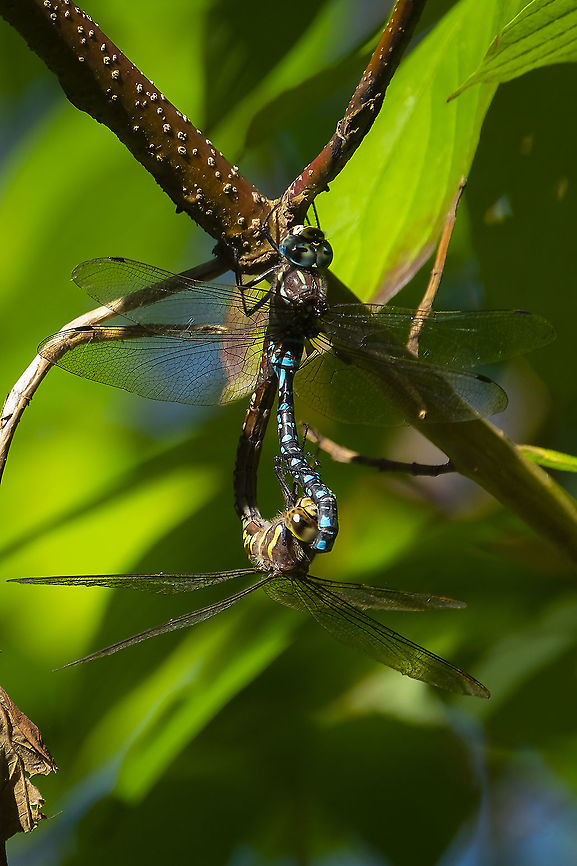 Paddle-tailed darner mating wheel  Aeshna palmata,Fall,Geotagged,Paddle-tailed darner,United States