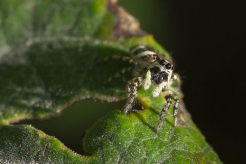 Hello to you too.... you've got to love these little guys - so bold. This one jumped on my hand and ran up my arm. Fall,Geotagged,Salticus scenicus,United States,Zebra spider