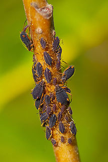 Rosy-black aphids on a tree growing in a swampy area - I haven't ID'd the tree yet.... maybe a small cottonwood Fall,Geotagged,United States