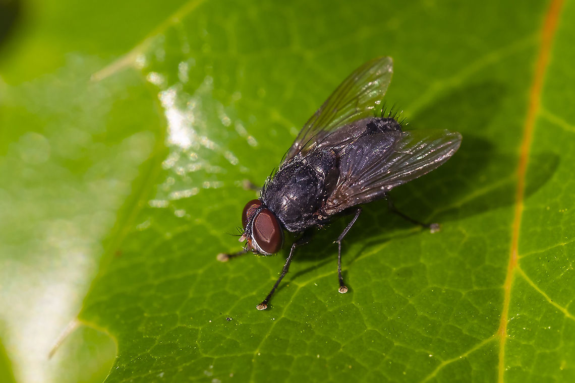 Tachnid fly  Fall,Geotagged,United States