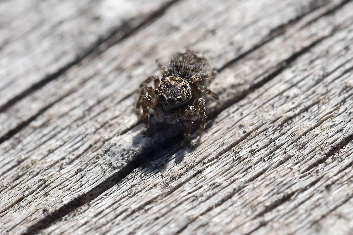 Tiny jumper Attulus fasciger introduced to North America Attulus fasciger,Fall,Geotagged,United States