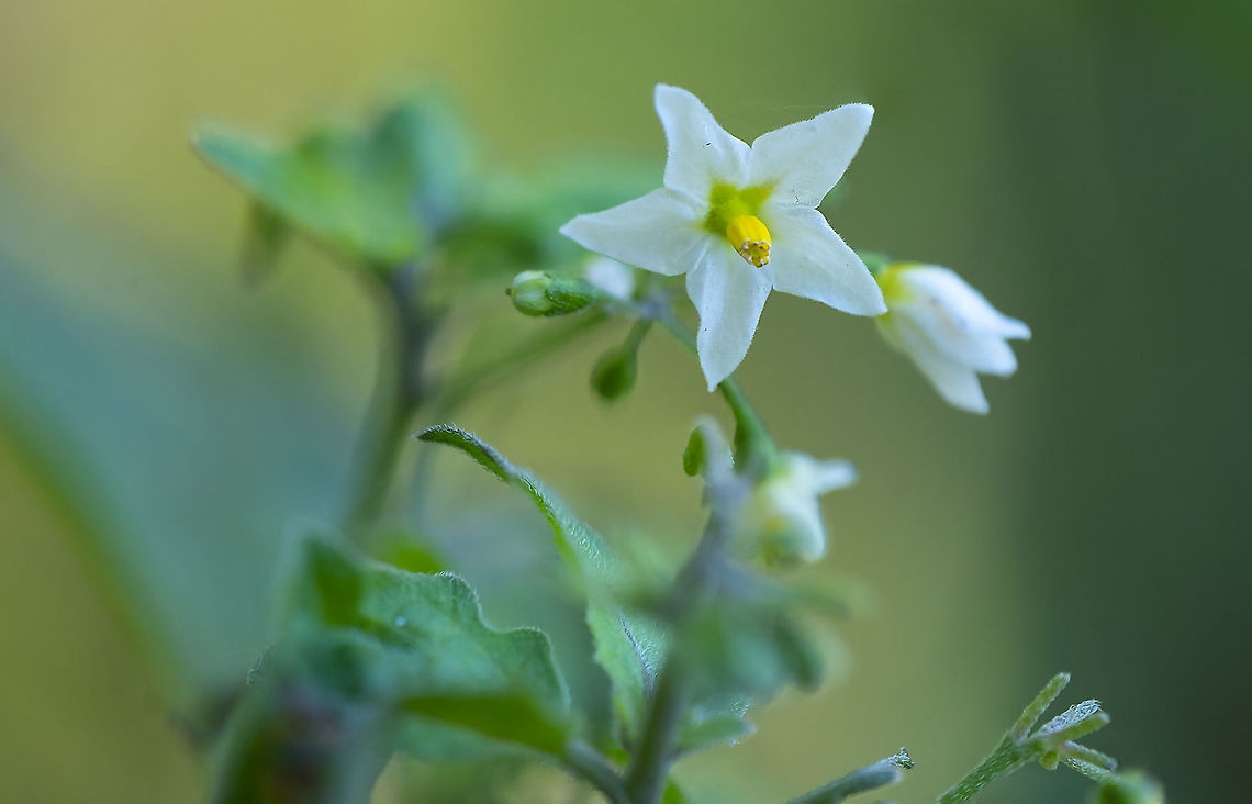 American Nightshade  American nightshade,Fall,Geotagged,Solanum americanum,United States