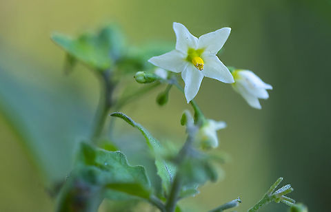 American Nightshade  American nightshade,Fall,Geotagged,Solanum americanum,United States