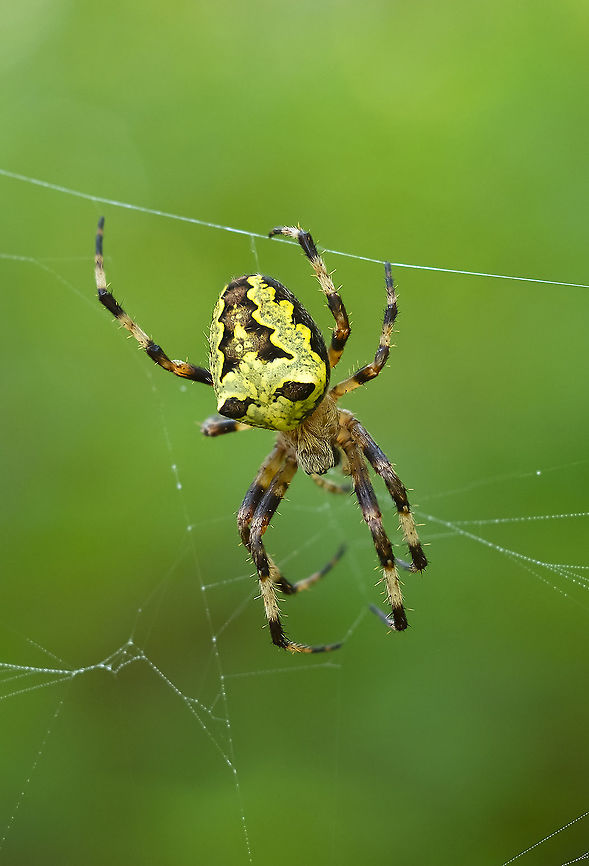 Araneus nordmanni I&#039;ve never noticed this particular spider around here before, but this year they are really, really abundant. Araneus nordmanni,Fall,Geotagged,United States