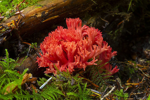 Scarlet coral  Fall,Geotagged,Ramaria stuntzii,United States