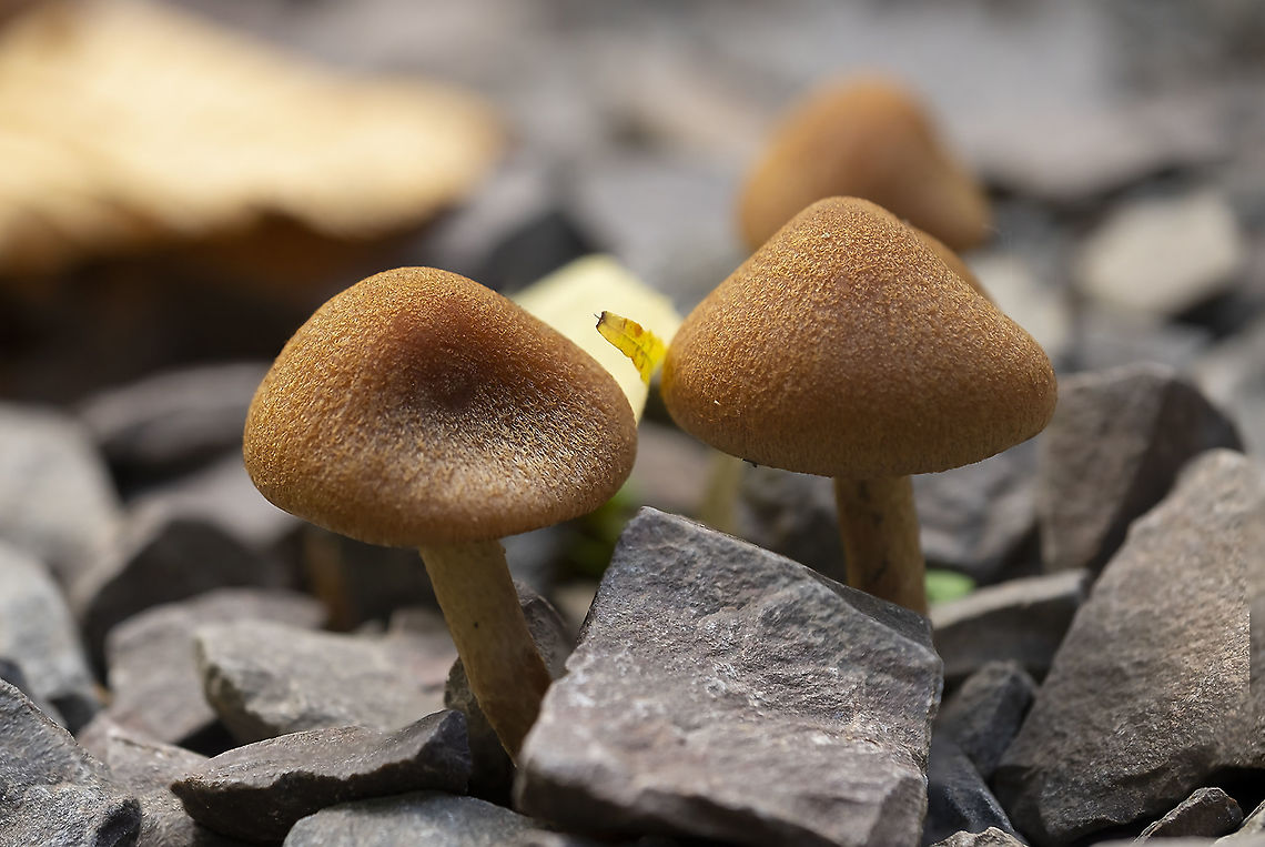 LBMs little brown mushrooms... tough, didn&#039;t mind coming up through gravel Fall,Geotagged,United States