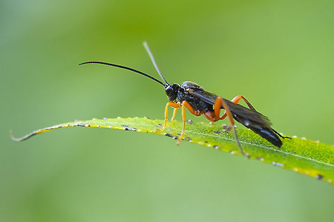 Ichneumonid wasp Pimpla sanguinipes  Fall,Geotagged,Pimpla sanguinipes,United States