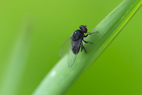 tiny black fly marshy area Fall,Geotagged,United States