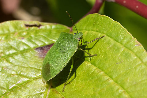 Green stink bug  Chinavia hilaris,Fall,Geotagged,Green stink bug,United States