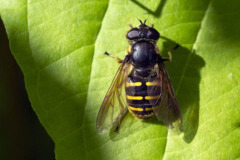 Western Pond Fly  Fall,Geotagged,Sericomyia chalcopyga,United States