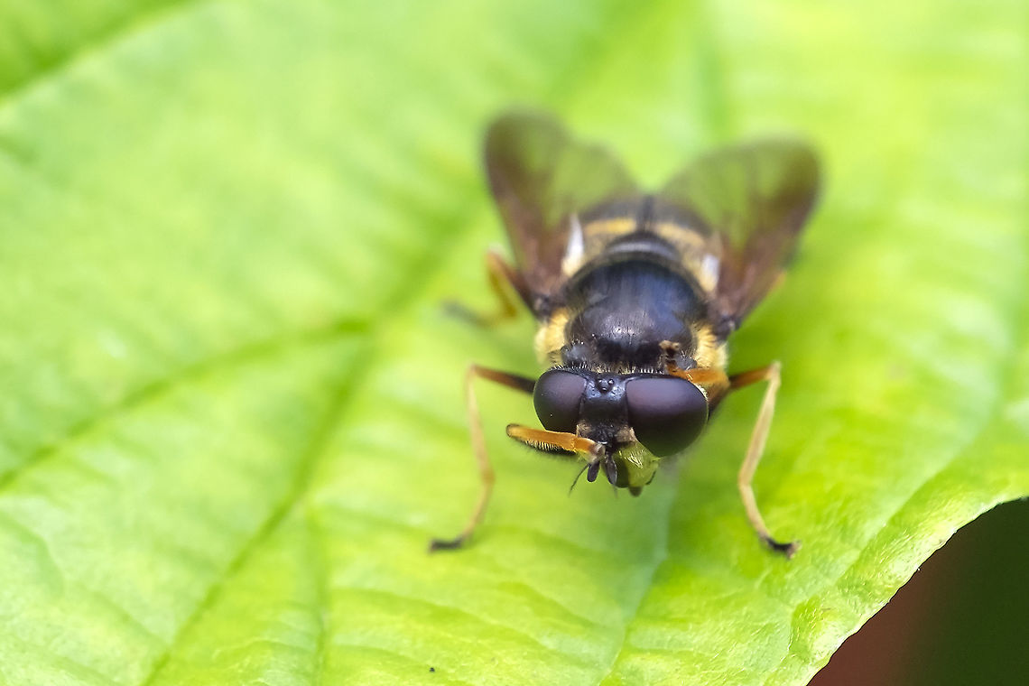 Face palm some days even the bugs don't show you any respect ;} Fall,Geotagged,Sericomyia chalcopyga,United States