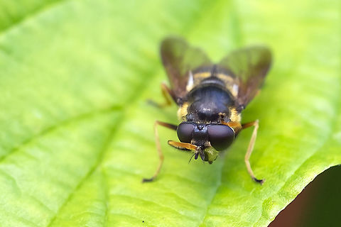 Face palm some days even the bugs don't show you any respect ;} Fall,Geotagged,Sericomyia chalcopyga,United States