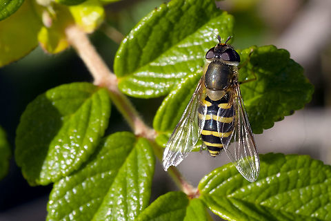 Syrphus torvus non-margined abdomen & hairy eyes Fall,Geotagged,Syrphus torvus,United States