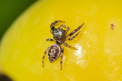 baby jumper possibly Bronze jumper Fall,Geotagged,United States
