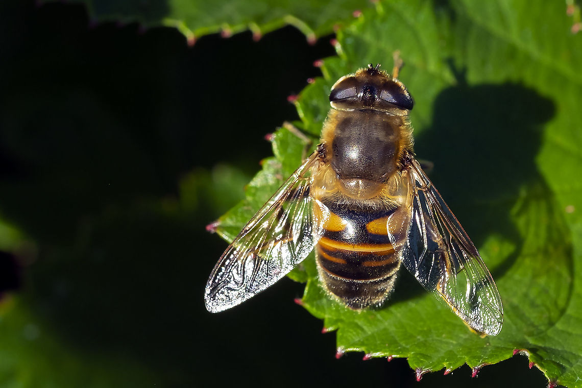Drone fly imported to North America Common Drone Fly,Eristalis tenax,Fall,Geotagged,United States