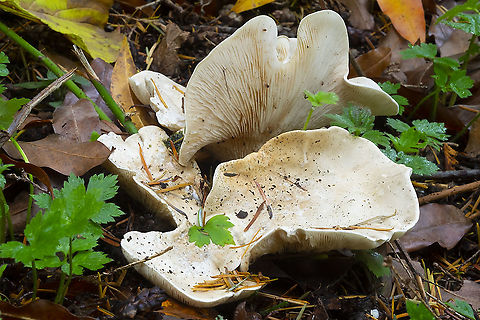 Giant funnel  Fall,Geotagged,Giant funnel,Leucopaxillus giganteus,United States