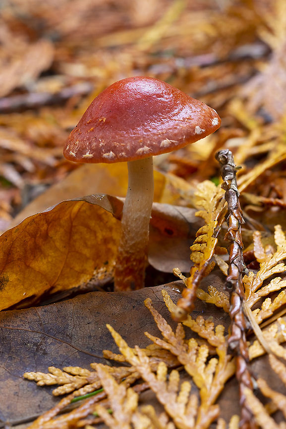 Redlead roundhead  Fall,Geotagged,Leratiomyces ceres,United States