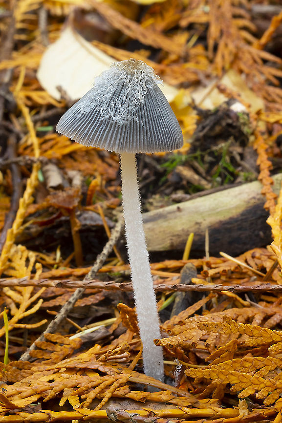hare's foot Inkcap  Coprinopsis lagopus,Fall,Geotagged,United States