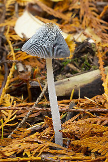 hare's foot Inkcap  Coprinopsis lagopus,Fall,Geotagged,United States